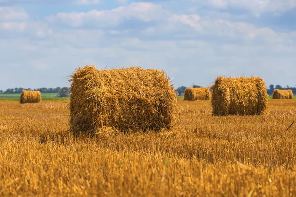 Campo de trigo de verão depois de uma colheita — Fotografia de Stock