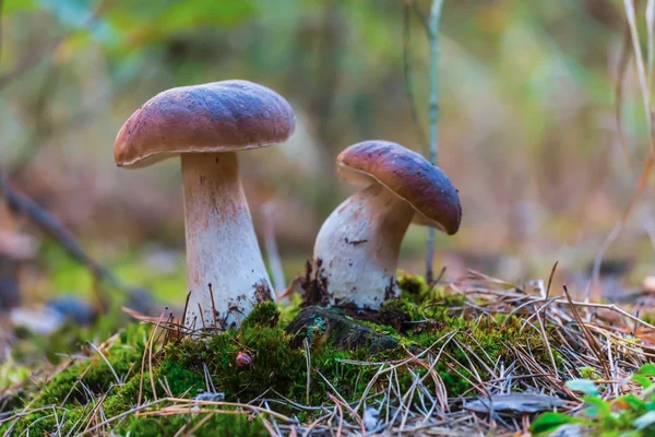 Paire de champignons blancs dans une forêt — Photo