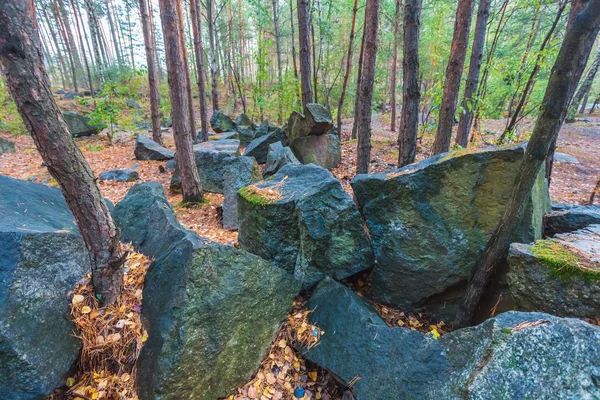 Stora stenar i en pina skog scen — Stockfoto