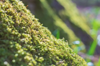 bir yosun closeup ağaç varil