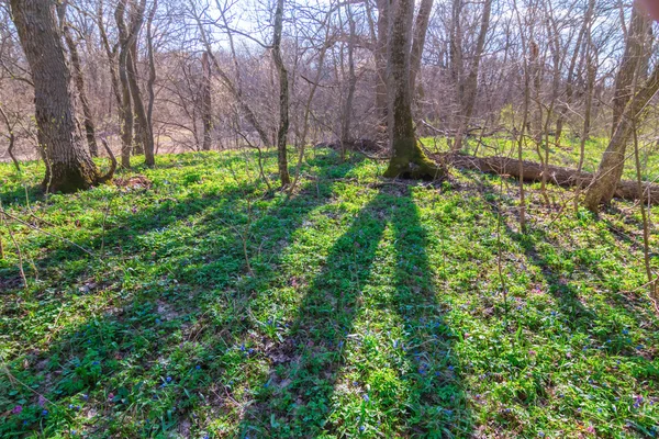 Groene lente bos in een stralen van de zon — Stockfoto