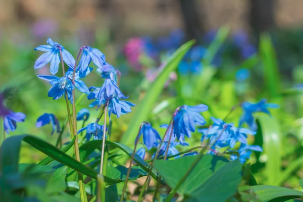 Mooie blauwe close-up Lentebloemen — Stockfoto