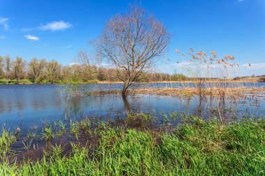 Bahar longozun sahne
