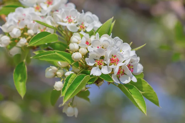 Hermosa rama de manzano en flor —  Fotos de Stock