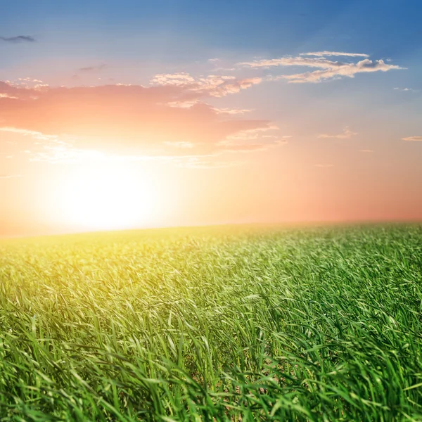 Beautiful green rural field at the sunset — Stock Photo, Image