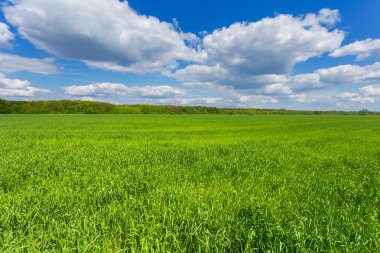 bir bulutlu gökyüzü altında yeşil kırsal çayır