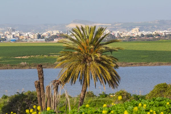 Groene landschap, palmboom in de buurt van een meer — Stockfoto