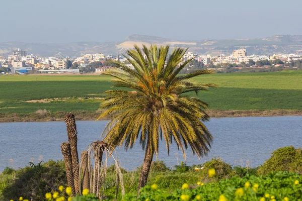 Verde paisaje rural, palmera cerca de un lago — Foto de Stock