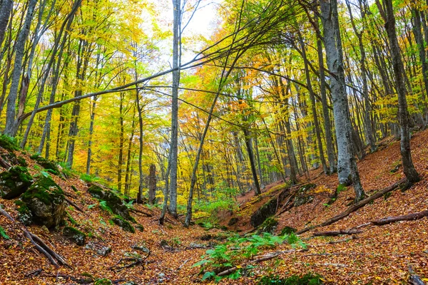 Rode herfst bos scène — Stockfoto