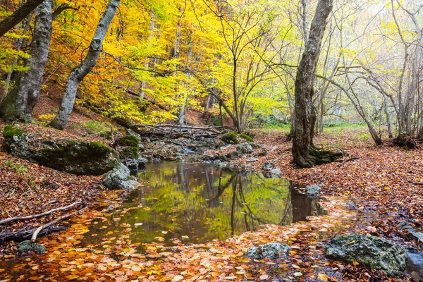 Pequeno rio em uma floresta de outono — Fotografia de Stock