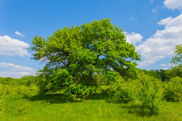 Belle forêt verte d'été clairière — Photo