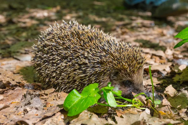 Closeup little hedgehog in a grass — Stock Photo, Image