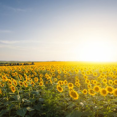 gün batımında güzel yaz ayçiçeği kırsal alan