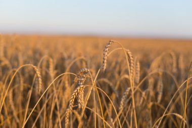 closeup akşam buğday alanı