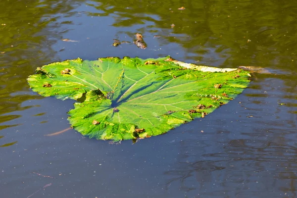 Foglia di pianta d'acqua verde primo piano su un lago — Foto Stock