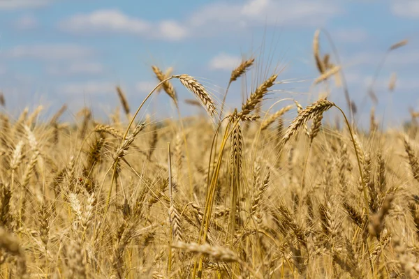 Primer plano campo de trigo de verano — Foto de Stock