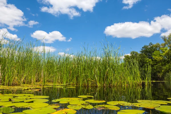 Hermoso paisaje lago de verano — Foto de Stock