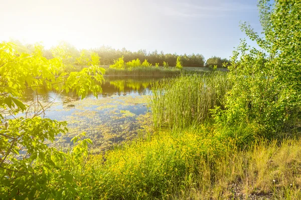 Hermoso paisaje lago de verano — Foto de Stock