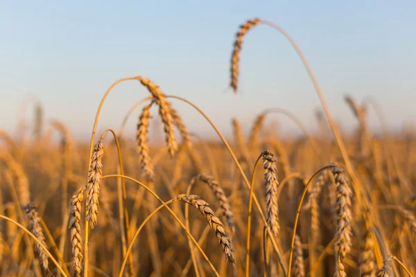 Primo piano campo di grano alla sera — Foto Stock