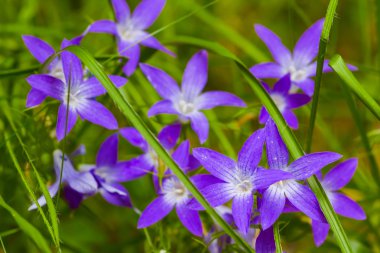 beautiful violet flowers in a grass