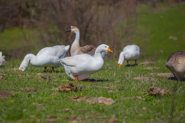 White goose crowd in a green grass — Stock Photo, Image