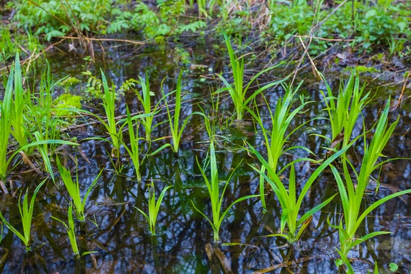 Closeup groene spruiten in het water — Stockfoto