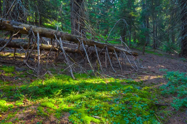 Belle forêt de sapin humide vert — Photo