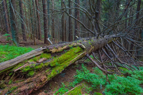 Alte Kiefern liegen in einem grünen feuchten Wald — Stockfoto