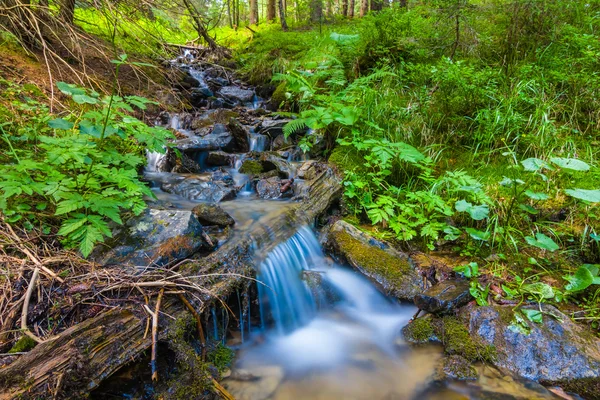 Beautiful small brook in a mountain green forest — Stock Photo, Image