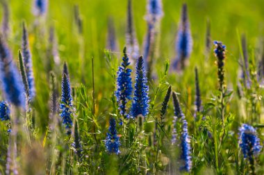 güzel yaz çayır mavi çiçek