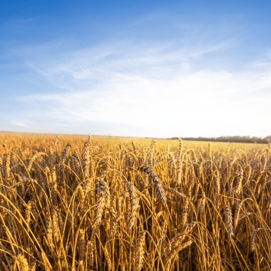 gün batımında buğday alanı