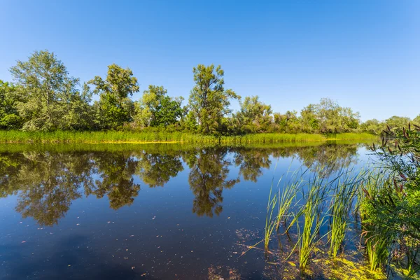 Schöne sommerliche Flusslandschaft — Stockfoto