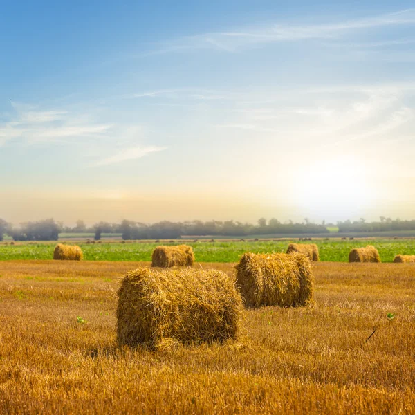 Summer wheat field after a harvest — Stock Photo, Image