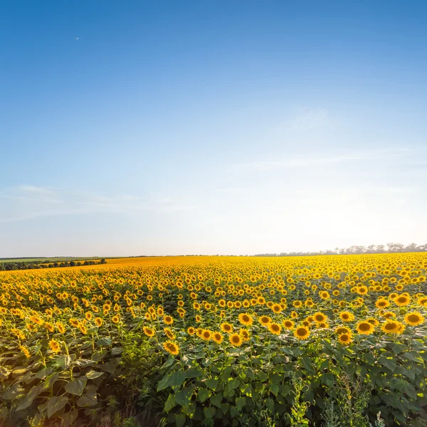 Vacker sommar solros fält scen — Stockfoto