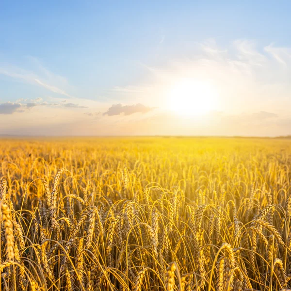 Wheat field at the sunset — Stock Photo, Image