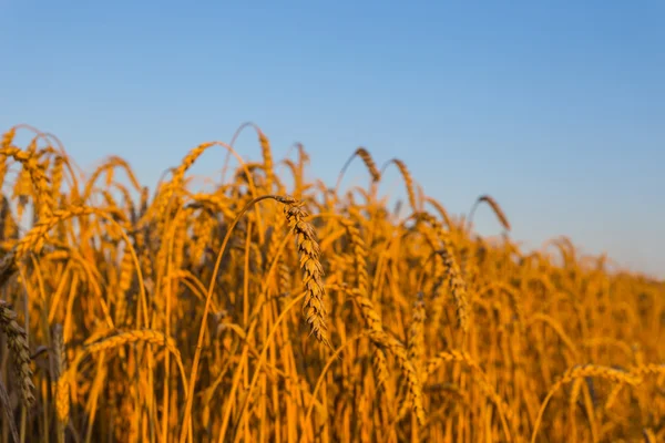 Campo de trigo en la noche tranquila — Foto de Stock