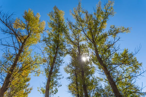 Brilho do sol empurrar através de uma árvore verde — Fotografia de Stock