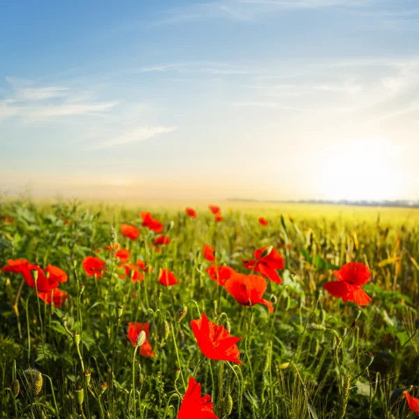 Beautiful red poppy field at the sunrise — Stock Photo, Image