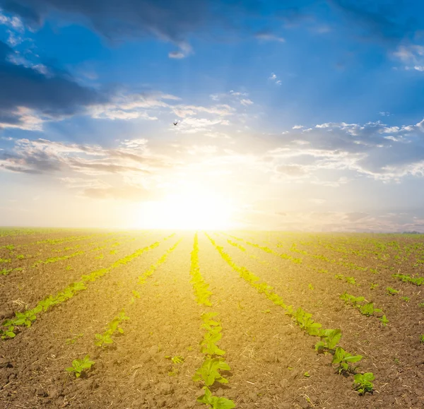 Dorffeldpanorama bei Sonnenaufgang — Stockfoto