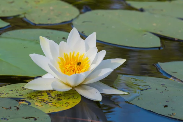 Nahaufnahme weiße Lilie auf einem See — Stockfoto