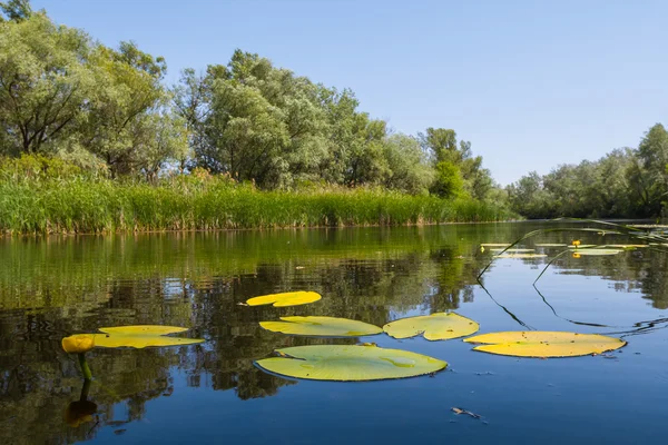 Красивий літній річковий пейзаж — стокове фото