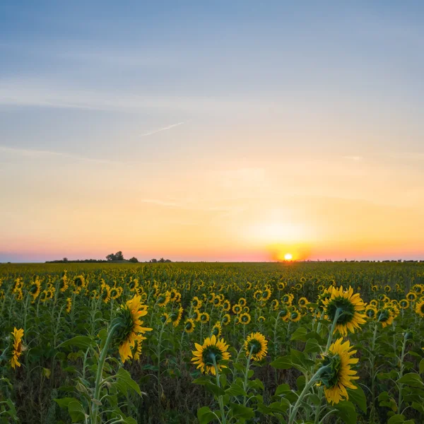 Sonnenblumenfeld am frühen Morgen — Stockfoto
