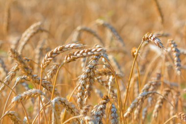 closeup altın buğday alanı