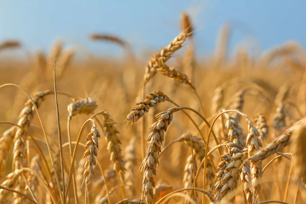 Nahaufnahme Weizen vor der Ernte — Stockfoto