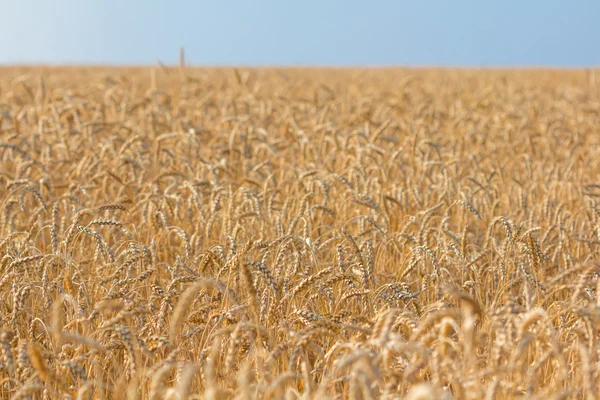 Campo de trigo dorado de verano — Foto de Stock