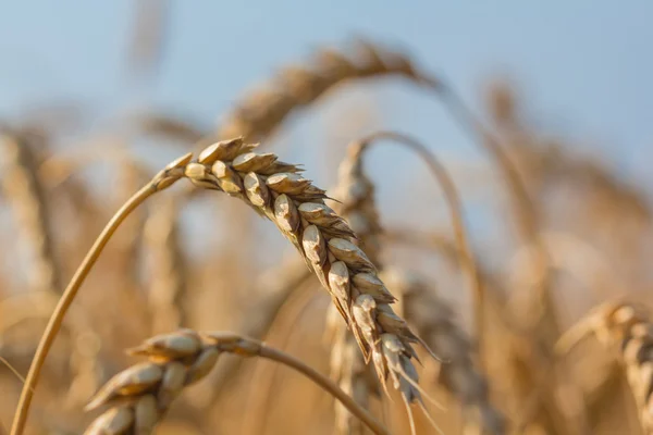 Closeup wheat ear on a blue sky background — Stock Photo, Image