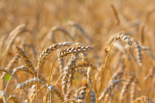 Primer plano campo de trigo fondo —  Fotos de Stock