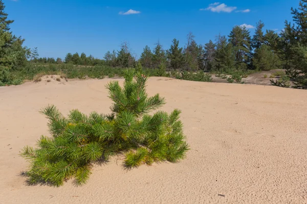 Pequeño pino verde entre un desierto —  Fotos de Stock