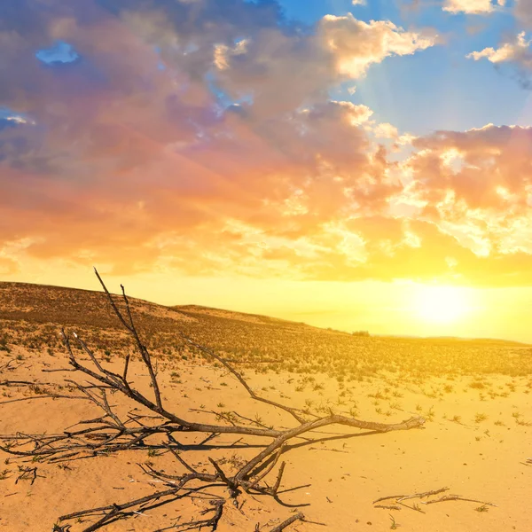 Sandy desert at the sunset — Stock Photo, Image