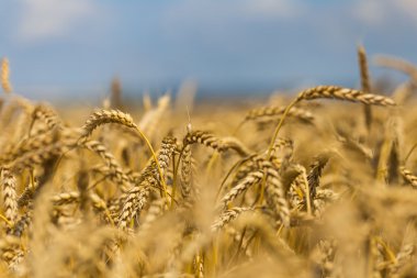 Yaz closeup buğday alanı